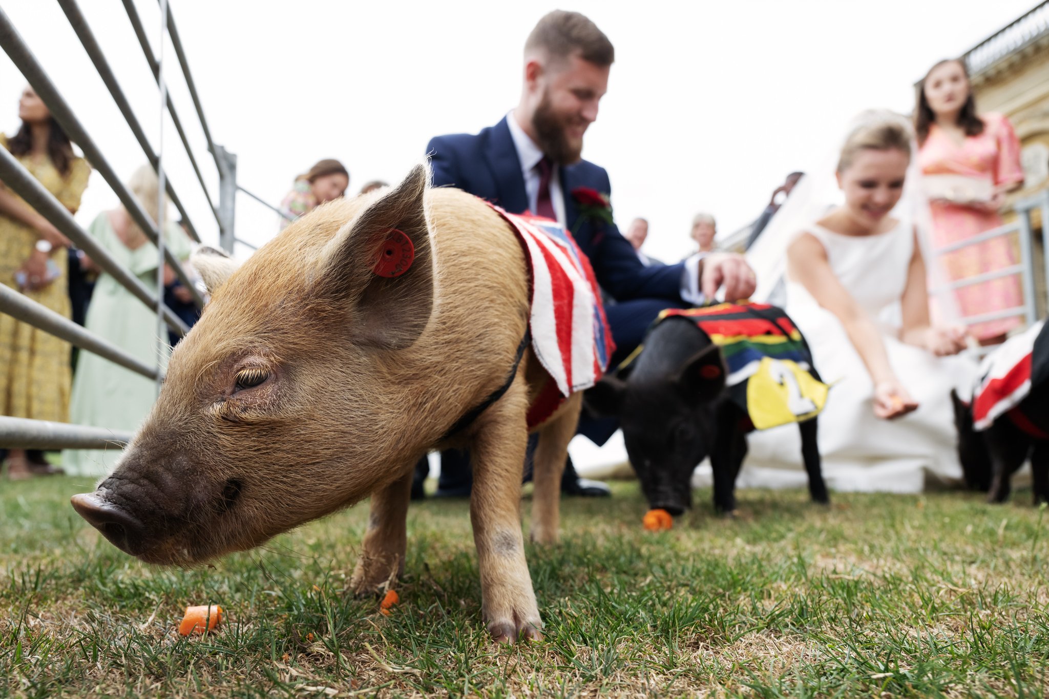 A close up of a pig with the bride and groom in the background.
